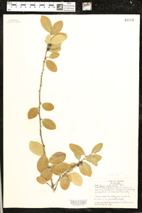 Ilex vomitoria image