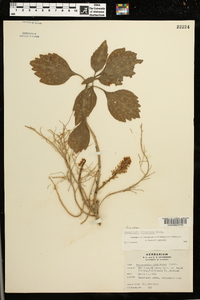 Pachysandra procumbens image