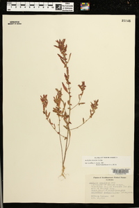 Acalypha gracilens image