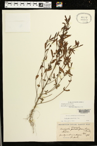 Acalypha gracilens image