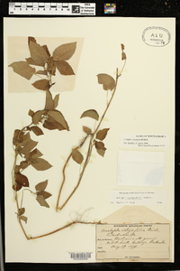 Acalypha ostryifolia image