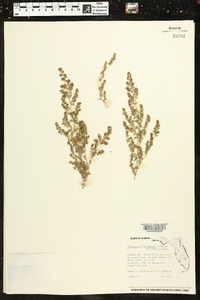 Chamaesyce blodgettii image