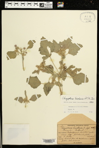 Chrozophora tinctoria image