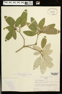 Croton alabamensis var. alabamensis image