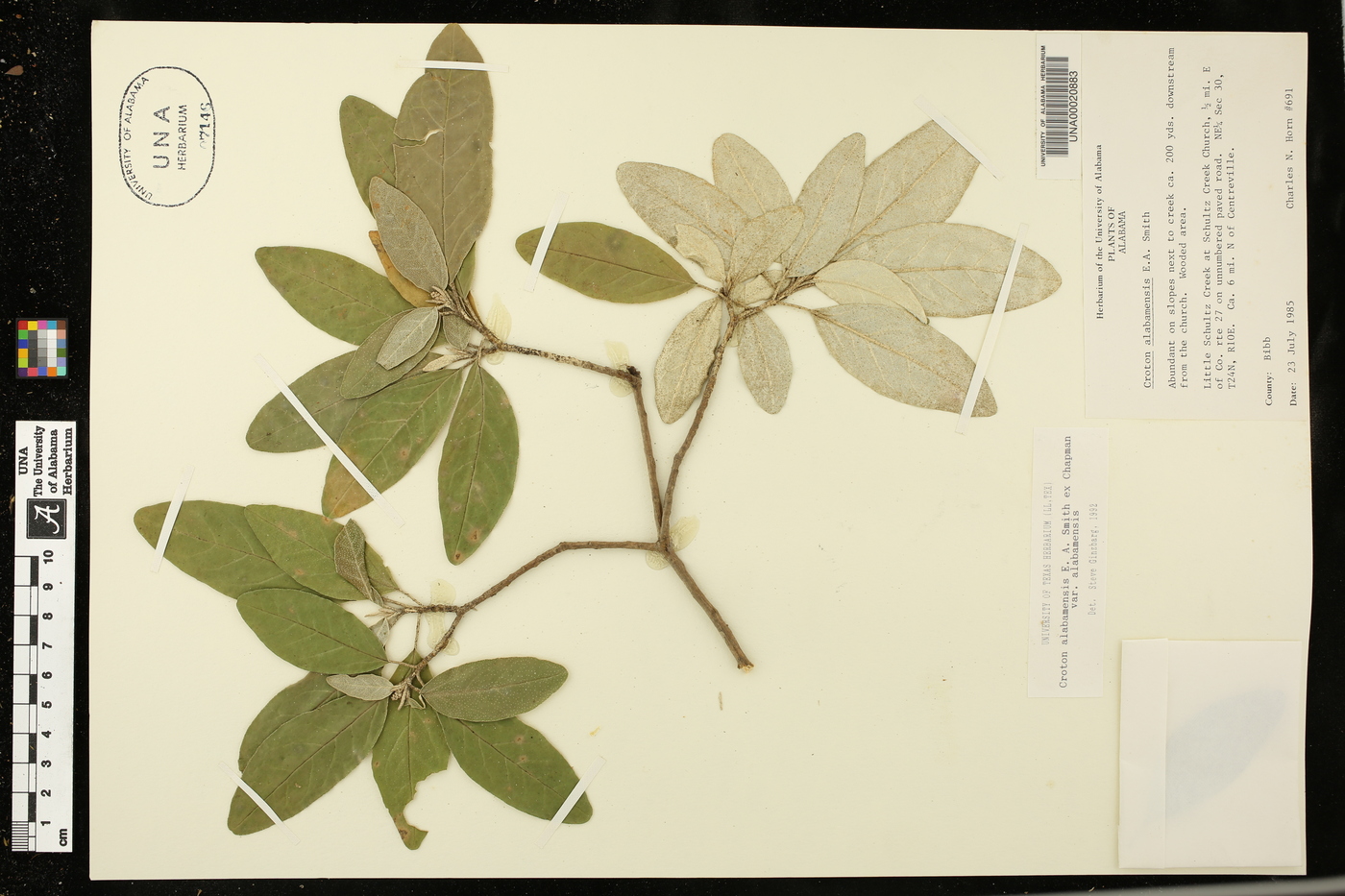 Croton alabamensis var. alabamensis image