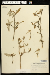 Croton alabamensis var. alabamensis image