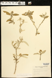 Croton alabamensis image