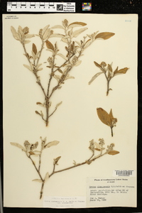 Croton alabamensis image