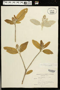 Croton alabamensis var. alabamensis image