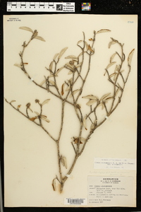 Croton alabamensis image