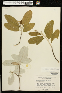 Croton alabamensis image