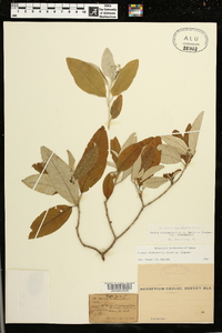 Croton alabamensis image