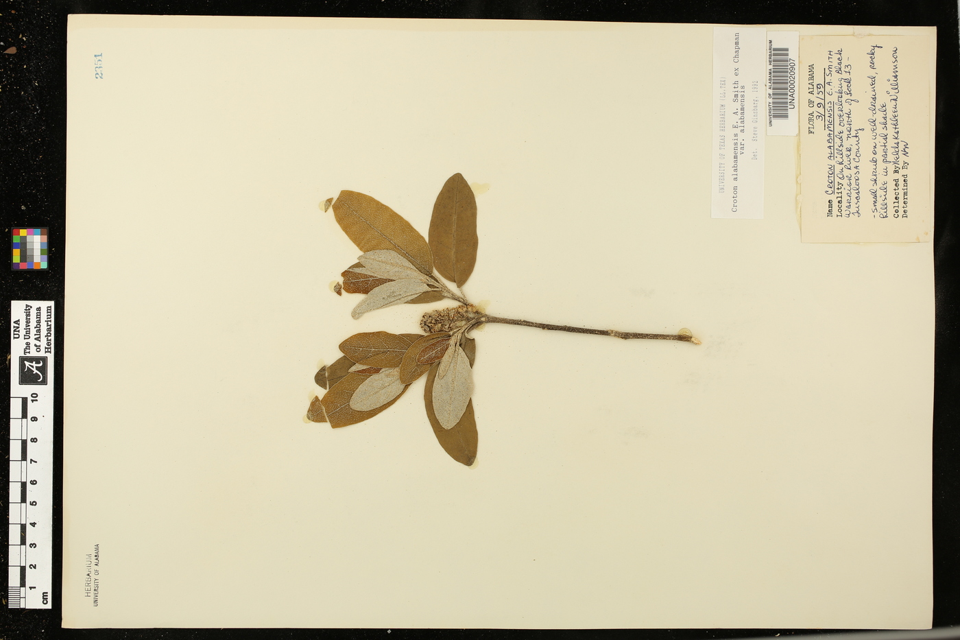 Croton alabamensis var. alabamensis image