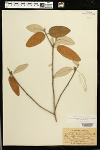 Croton alabamensis image