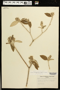 Croton alabamensis var. alabamensis image