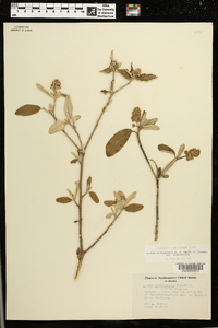 Croton alabamensis image