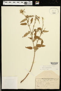 Croton capitatus image