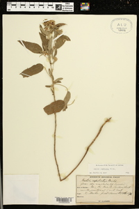 Croton capitatus image