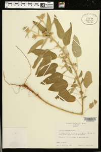 Croton capitatus image