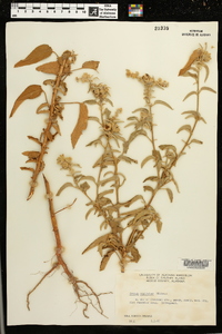 Croton capitatus image