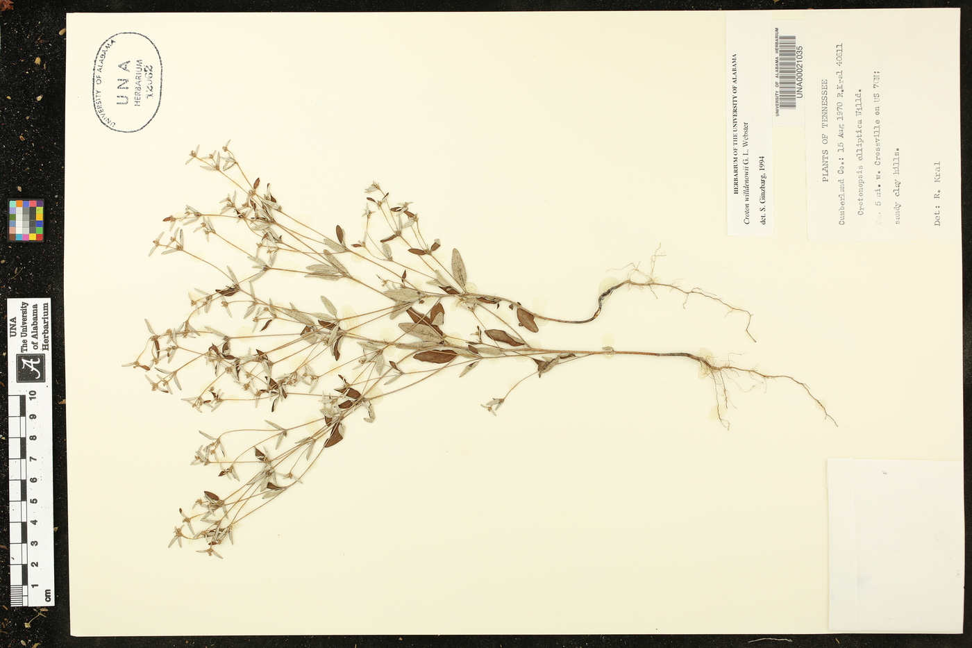 Croton michauxii image