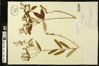 Euphorbia pubentissima image