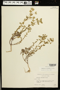 Euphorbia commutata image