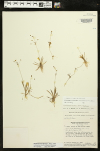 Helanthium tenellum image