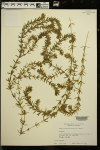 Hydrilla verticillata image