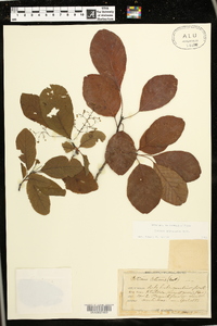 Cotinus americanus image