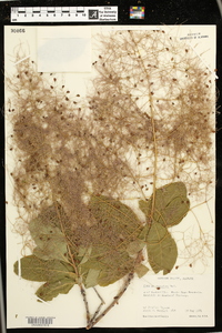 Cotinus obovatus image