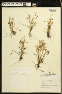 Helanthium tenellum image