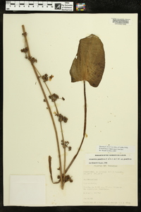 Image of Echinodorus longiscapus