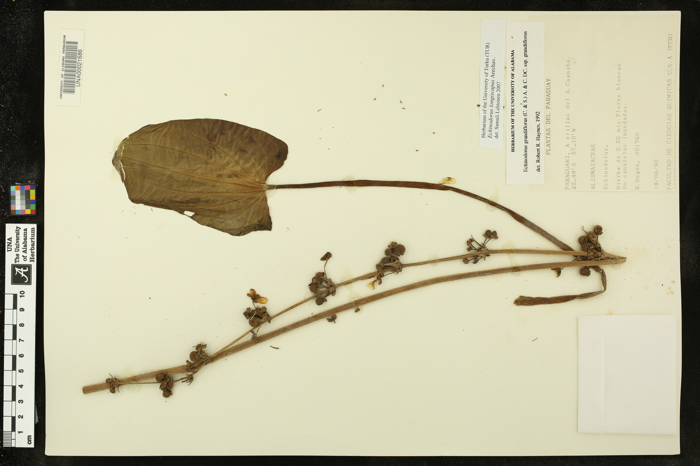 Echinodorus longiscapus image