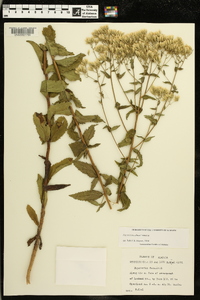 Eupatorium album image