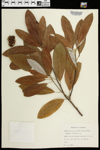 Magnolia virginiana image