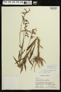 Lobelia glandulosa image