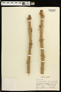 Aralia spinosa image