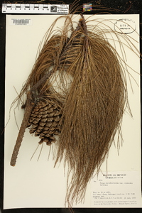 Pinus pseudostrobus image