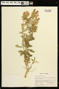 Gentiana saponaria image