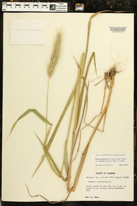 Elymus glabriflorus image