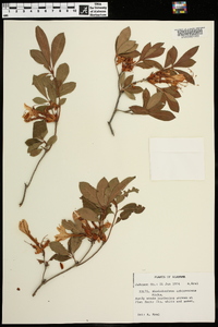 Rhododendron arborescens image