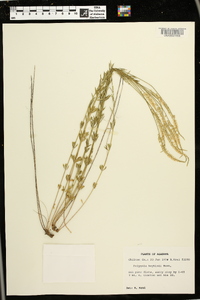 Polygala boykinii image