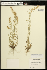 Gamochaeta calviceps image