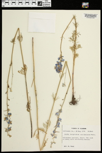 Delphinium carolinianum image