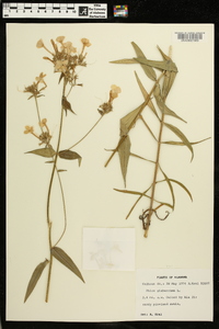 Phlox glaberrima image