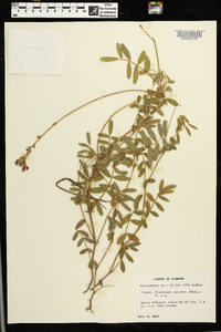 Tephrosia spicata image