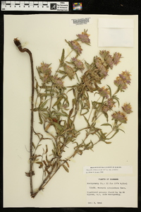 Monarda citriodora subsp. citriodora image