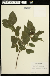 Cornus drummondii image