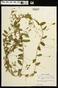 Stylisma humistrata image